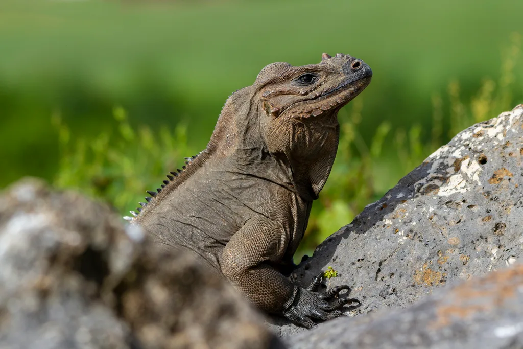 Buggy Do team and fleet in Punta Cana