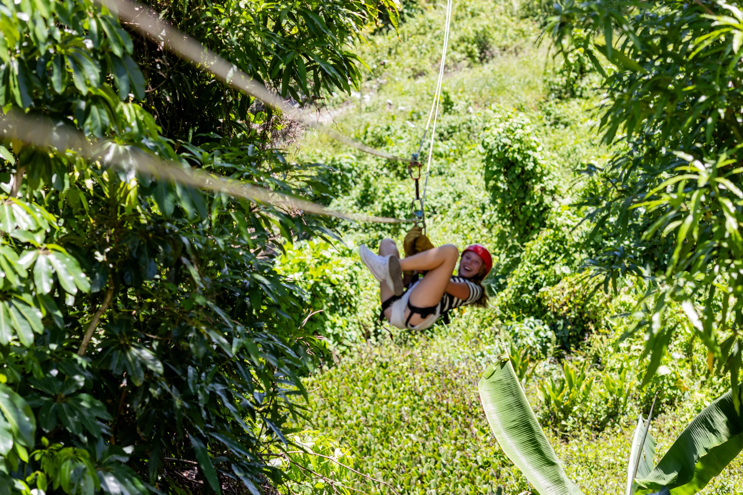 jungle buggy